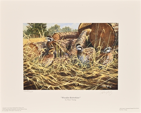 Woodlot Bobwhite Quail Unlimited Stamp/Print by Paco Young
