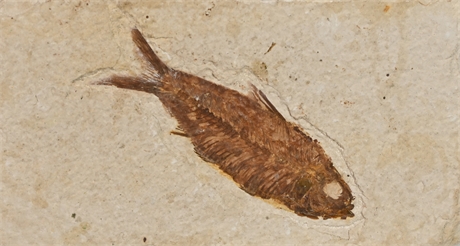 Mioplosus Fossil