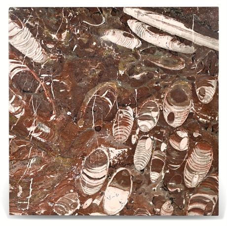 30 lbs Orthoceras Fossil Marble Slab — 20" Square