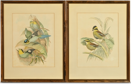 Pair Vintage Audubon Prints