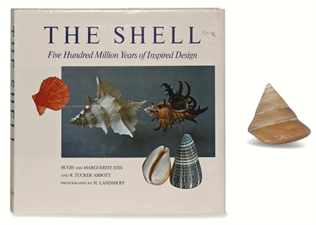 Mother of Pearl Trochus Cone Shell
