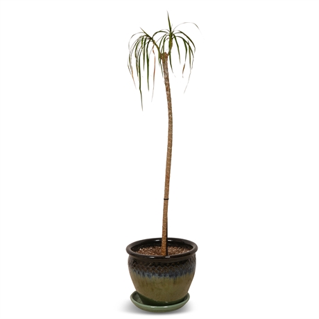 Live Potted Ponytail Palm