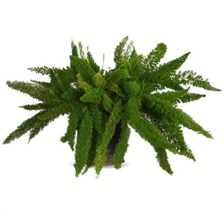 33" Live Foxtail Fern in Lightweight Plastic Planter