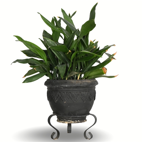 32" Live Potted Aspidistra Plant in Cast Resin Planter