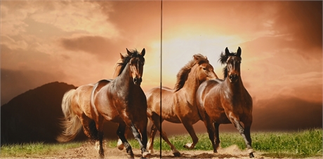 Leader of the Pack' Horse Photographs on Canvas
