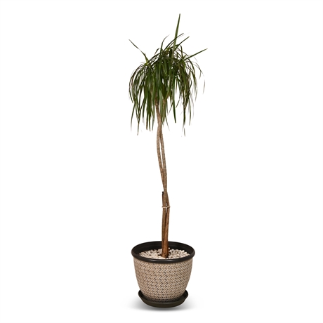 5' Live Potted Ponytail Palm