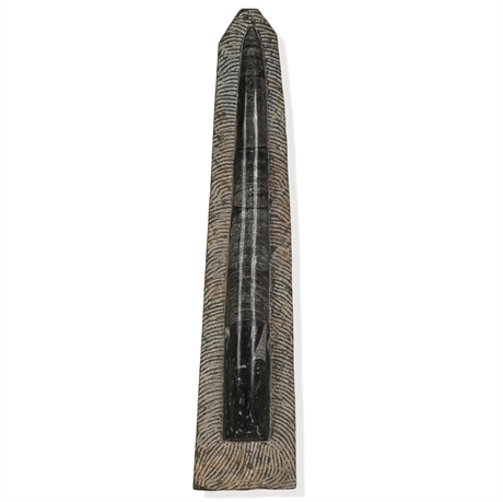 27"  Orthoceras Fossil Stone Sculpture