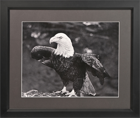 American Bald Eagle Photograph