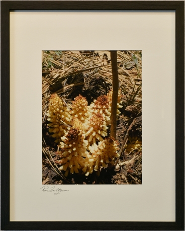 "Fungus" by Ron Saltzman