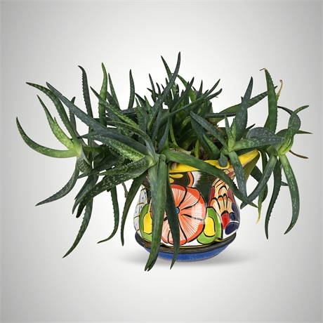 Aloe You Vera Much! Spotted Aloe in Talavera Pot — Live