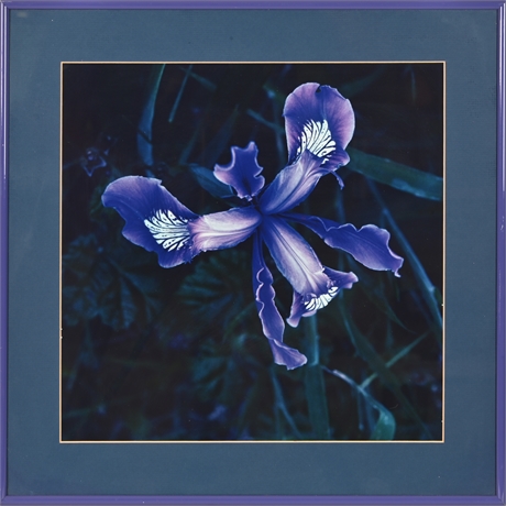 Vibrant Blue Iris Framed Photograph
