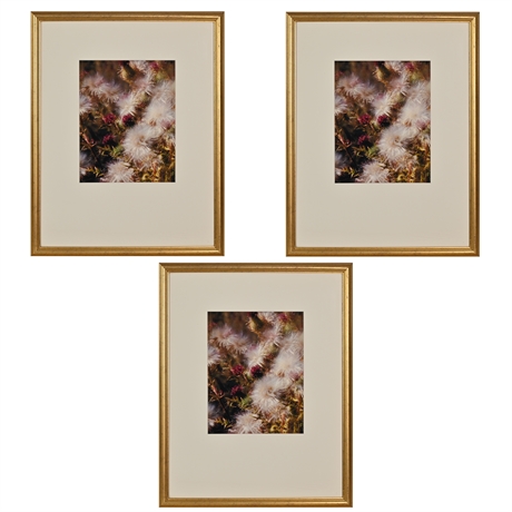 Framed Prints