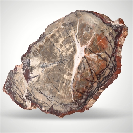 Polished Petrified Wood Slice – Arizona Fossil, Winslow