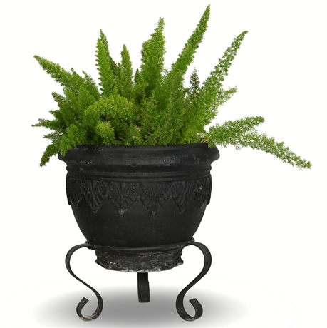 29" Live Foxtail Fern in Lightweight Plastic Planter