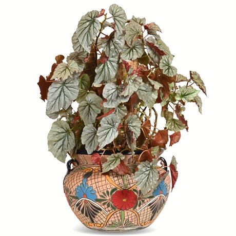 Live Potted Looking Glass Begonia in Talavera Planter