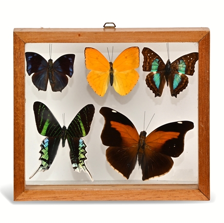 Vintage Framed Butterfly Collection