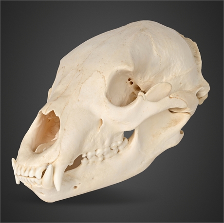 American Black Bear Skull Replica — Wall-Mount, Wired Jaw (Life-Size)