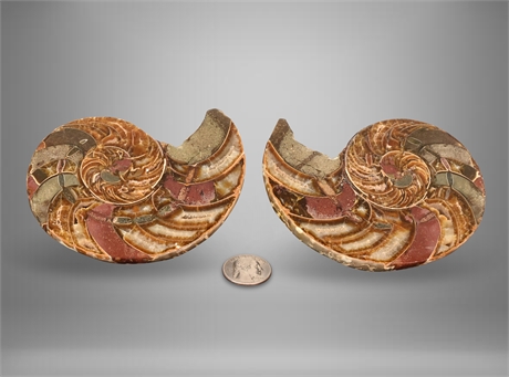 801g Cleoniceras Ammonite Specimen