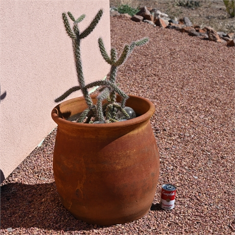 Live Potted Cylindropuntia Cactus