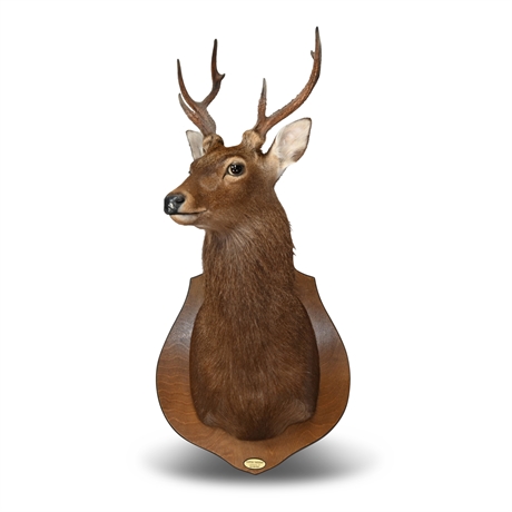 Shoulder Mount Taxidermy Deer