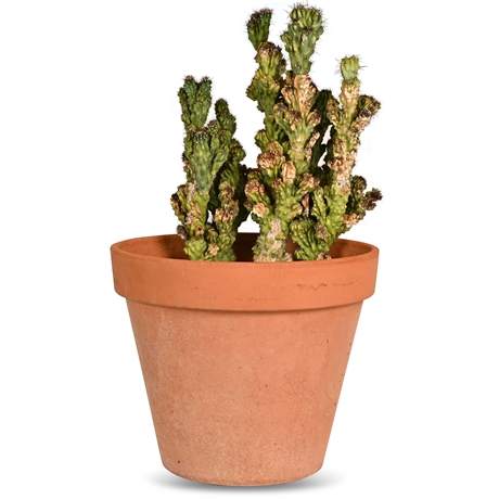 Live Cereus Peruvianus Cactus