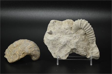 Pair Aminoid Fossils