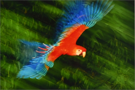 Scarlet Macaw in Flight, Peru