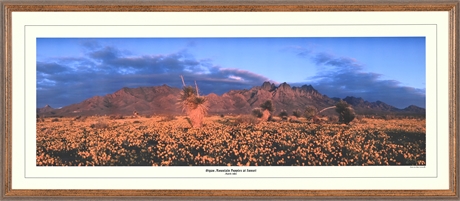 Mike Groves 'Organ Mountain Poppies at Sunset' Signed Photographic Print