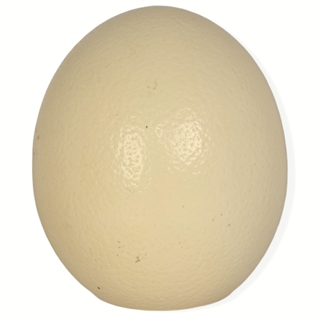 Large Ostrich Egg (Empty)