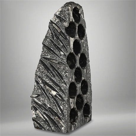 Fossil Stone Wine Rack with Orthoceras Fossils