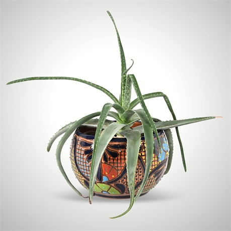 Rescue Me! Talavera Round Planter with Aloe Vera