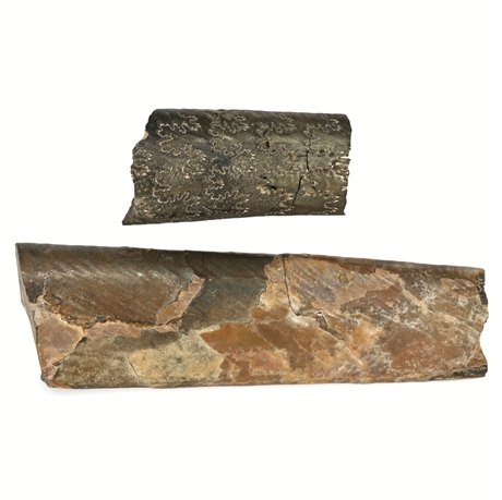 Fossilized Belemnite Fragments – Set of Two, Mesozoic Era, New Mexico