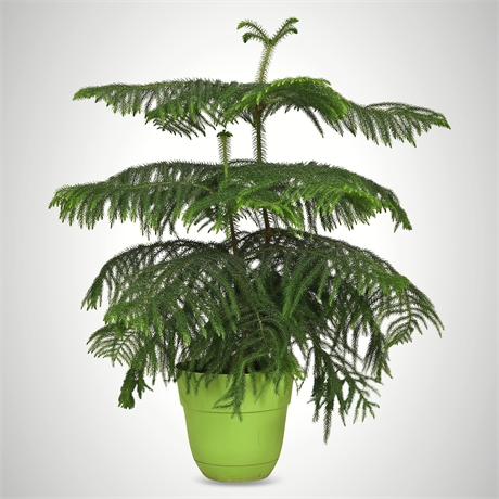 Norfolk Island Pine Live Potted Tree — 45" Tall, Lime Green Planter