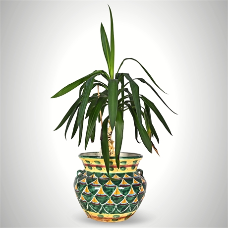 Rescue Me! Large Dracaena Fragrans  — 47” Tall
