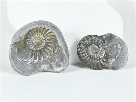 Exceptional 2 Piece Ammonite Fossil