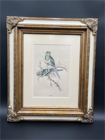 VINTAGE COLORED PRINT BY JOHN GOULD