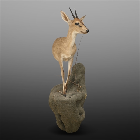 Taxidermied Juvenile Duiker