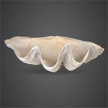 27 lbs Tridacna gigas Giant Clam Half Shell — Indo-Pacific Reef Origin