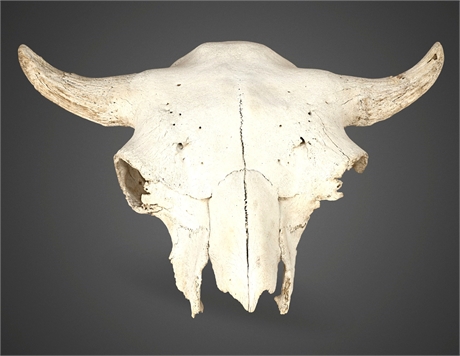 Bison Skull — Wall Mount, Rustic Decor, 24” Wide