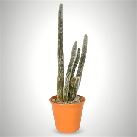 31" Cleistocactus straussii “Silver Torch” – Ceramic Pot
