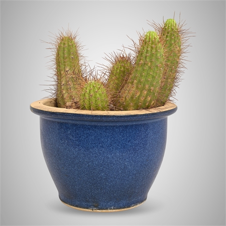 Cactus Cluster in Cobalt Blue Glazed Ceramic Planter