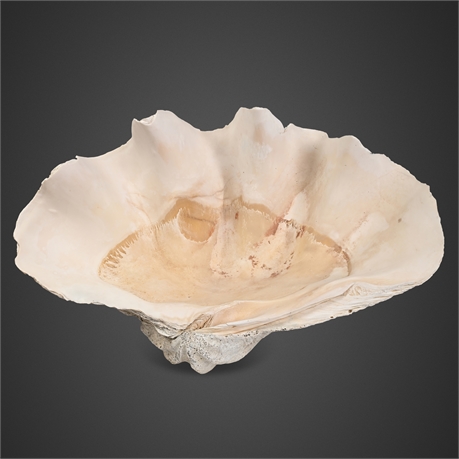 Giant Clam Shell (Tridacna gigas) — Single Valve, 50 lbs