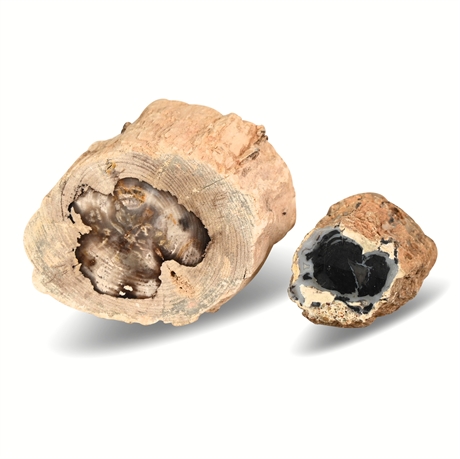 563 grams of Petrified Wood Specimens