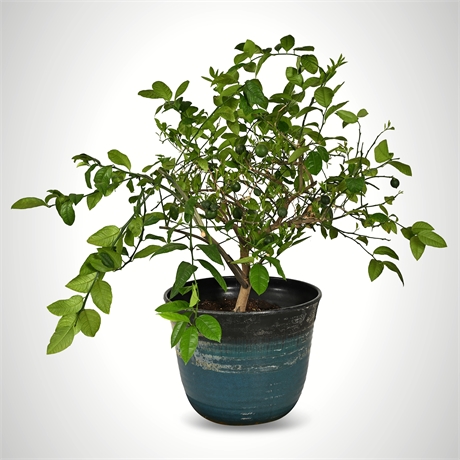 Live Potted Lime Tree — Mature, 20 Fruit, Teal Acrylic Planter