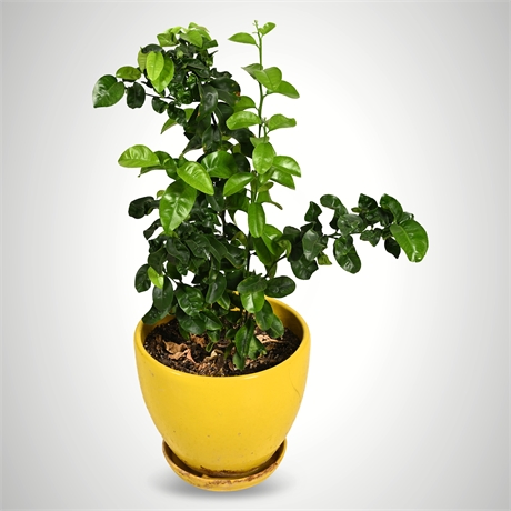 Live Potted Makrut Lime Tree — Yellow Ceramic Planter & Drip Tray