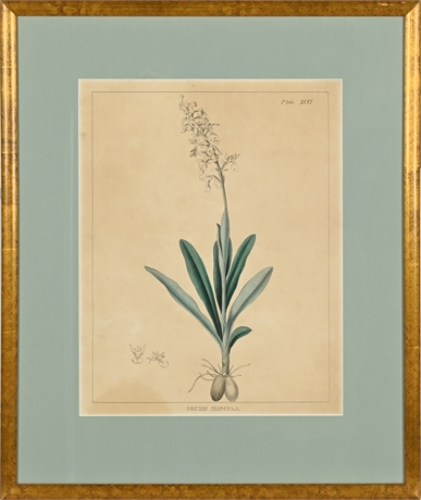 "Orchis Mascula" Antique Etching