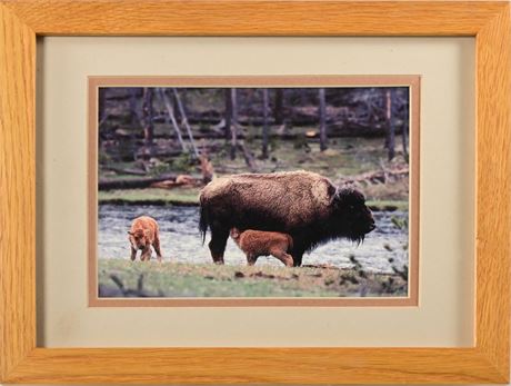 Framed Buffalo Photo
