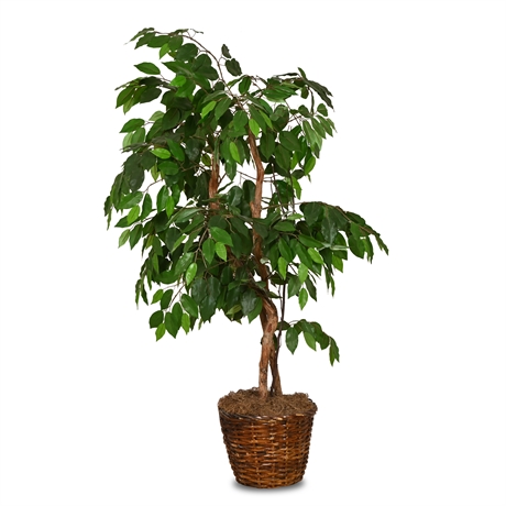 4' Ficus