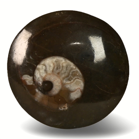 Ammonite 'Pocket Piece' Fossil - 2"
