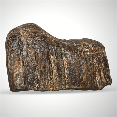 Polished Petrified Wood Specimen – Arizona Fossil Log, 6"